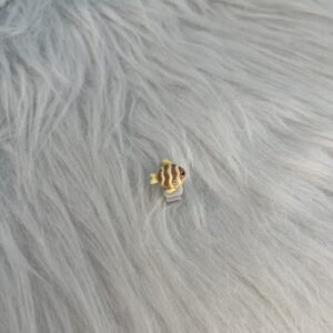 Bijou en résine pour chaussure poisson jaune